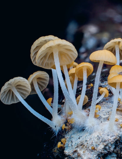 Entangled Life:  How Fungi Make Our World's, Change Our Minds & Shape Our Futures