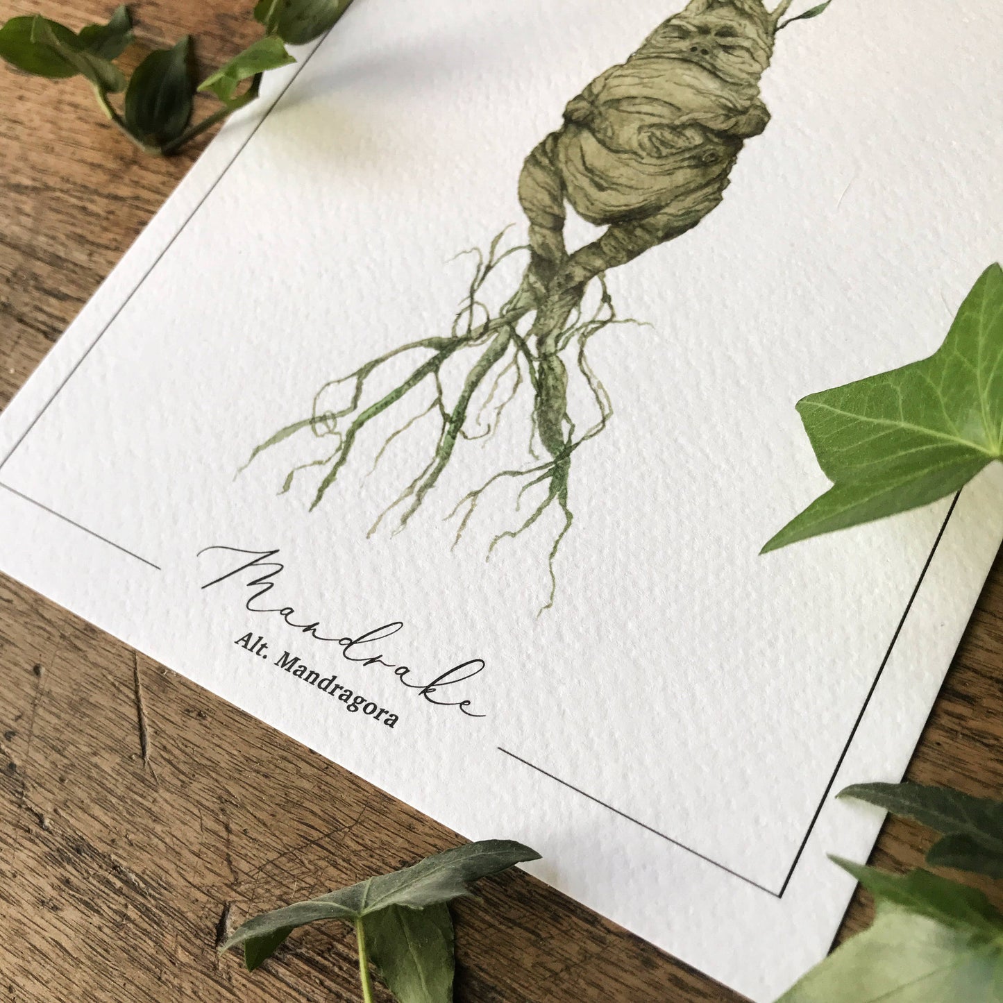 Mandrake Magical Watercolour Herbology Art Print